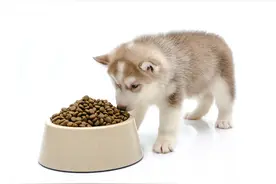 低成本养狗｜6款平价狗粮推荐图片