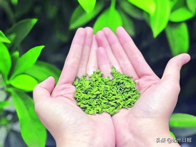 正宗雀舌多少钱一斤（达州明前茶大量上市雀舌最贵卖到2000元一斤）
