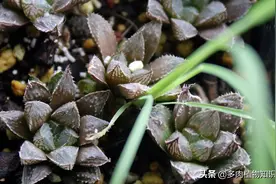 你家的多肉植物属于哪一类？大神家养的都是十二卷图片
