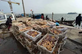 科普｜海盘车在中国泛滥多年，一年繁殖2次，为何频频“失控”？图片