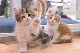 活体宠物邮寄有多残忍：宠物猫三天要多少氧气？简单计算告诉你图片