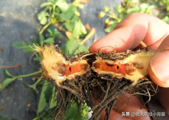 作物药物灌根防治病害效果差？学会这10个用药技巧效果能翻倍