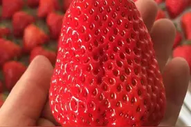 草莓花期容易发生僵果？试一下这样管理，果实圆润色泽好图片
