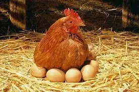 山东老板开餐厅用“借鸡生蛋”收170万，很牛的套路送给你图片