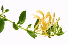 夏季吃金银花，清热解毒调气血！天热用它泡茶、煮粥喝，正合适图片