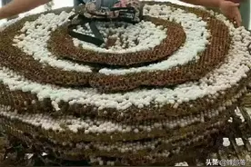 贵州气温大面积下降，六盘水市发现巨型蚂蜂窝，蚂蜂更喜欢冷？图片