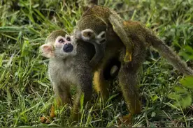 动物宝宝齐亮相，石家庄市动物园“五一”待客来图片