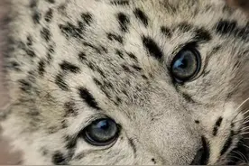 「雪豹」Snow leopard图片