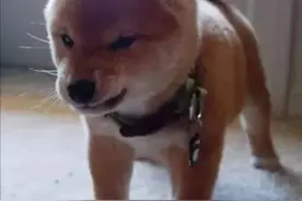 农村老话“三不问，四不吃，五不摸”何意？老祖宗的话有道理吗？图片