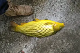 湖北钓鱼人水库钓起“黄金鲤”，鳞片如纯金一般，变异了？图片