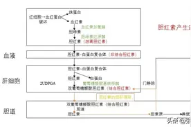 体检发现间接胆红素升高是怎么回事？图片