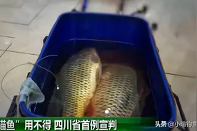 四川泸州男子锚8斤鲤鱼被判刑两个月，钓鱼人：锚鱼危害重大图片