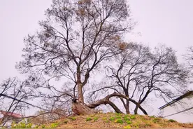 世界上“孤独”的树，已存在2700年，仅河南有一棵图片