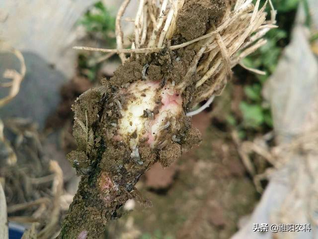 蝼蛄图片大全大图,帮帮每周一虫:神奇又有趣的蝼蛄 - 军配虫图片