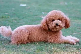 泰迪不吃不喝能活多久图片