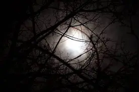 午夜惊魂！澳女子半夜慵懒醒来，睁眼竟发现一个男人站窗边盯着她图片