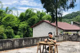 被誉为“植物黄金”的杜仲，用它来做养生茶，是一种怎样的体验？图片