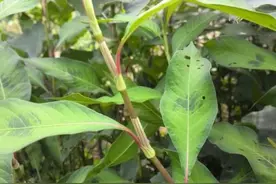 辣蓼草因能麻翻活鱼而出名，是酿酒大师的最爱，民间却用它捂柿子图片