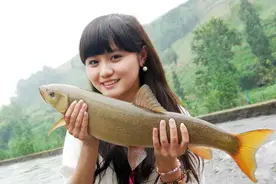 品尝雅安雅鱼图片