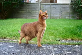 猫咪肚子大，不止是胖，还有可能是患病图片