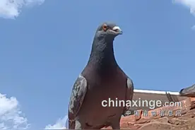 鸽子我收了 牛你拿着图片