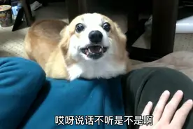 男子“打”女友，柯基犬咧牙威胁他，狗子是丈母娘送的吧？图片