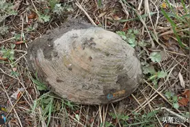 辟谣！鱼塘里抓的河蚌可以放进鱼缸？3大风险你要自己来承担图片