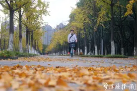 银杏黄了，树树秋声迷人眼图片