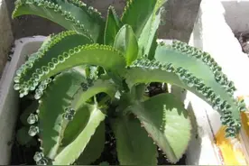 落地生根是怎样的一种植物图片