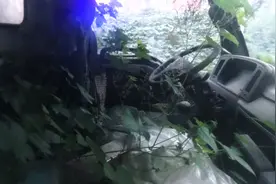 真实版植物“大战僵尸车”！郑州街头多辆汽车被藤蔓“吞食”图片