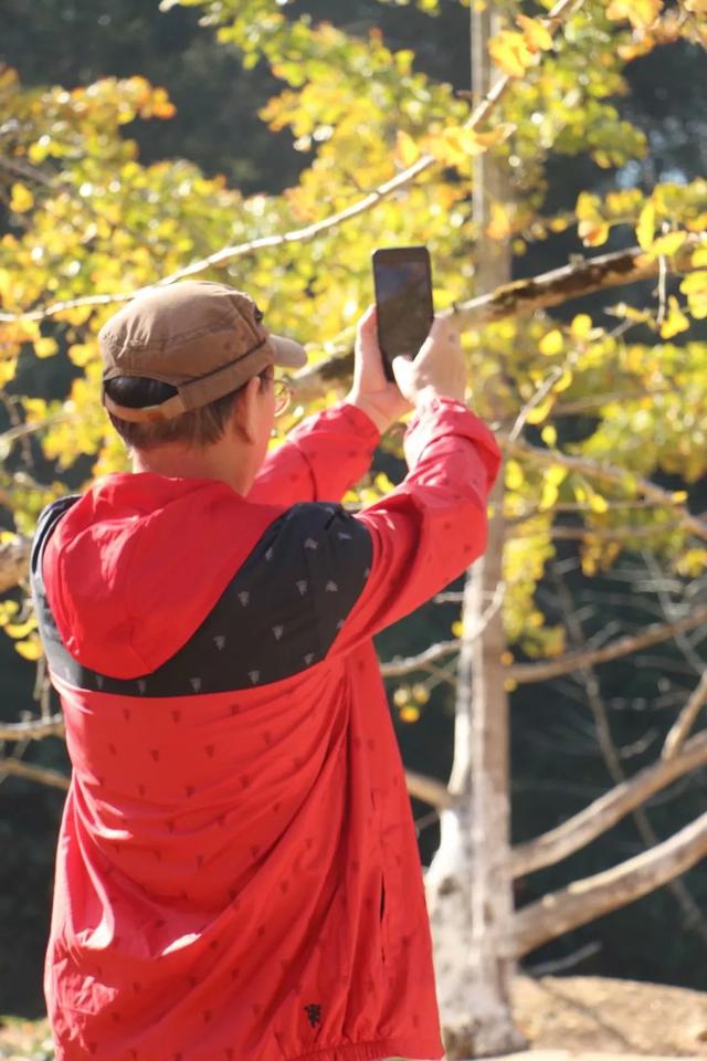 秋风吻尽银杏叶，艳遇醉美帽子峰