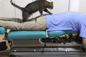 网友开了一家按摩店，想不到却被7只猫抢走了生意，太惨了图片