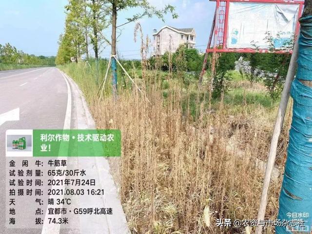 精草铵膦群雄竞逐，谁主沉浮？