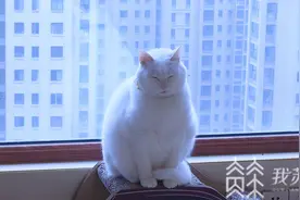 养宠物真可以缓解孤独吗？一起来听听“铲屎官”的心声吧图片