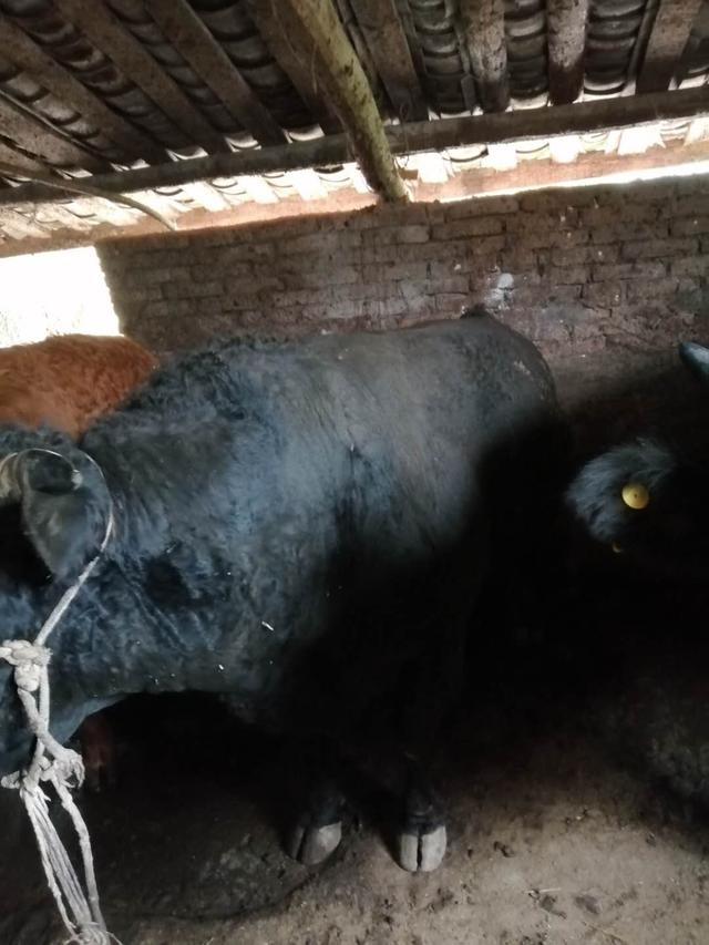 养牛就靠酒糟+玉米面？掺点“调料”可以点石成金