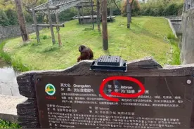 红毛猩猩学名“lebron”？上海野生动物园侮辱詹姆斯激怒网友图片