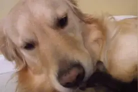 金毛爱捡东西，这次捡了只小奶猫回家，铲屎官：难怪跑这么利索图片