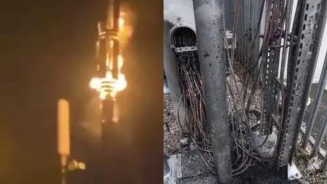 澳洲母牛开始吃蛇，专家称缺乏营养，是真的吗？这预示着什么？