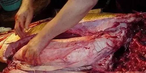 渔民晒花胶要不要煮了在晒 2025年花胶怎么晾晒