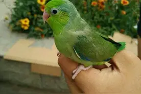手养鸟和笼养鸟，同样的鹦鹉养法却大不同，收下这篇手养鹦鹉手册图片