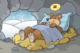 熊冬眠的时候会不会被老虎，狼群等偷袭，在睡梦中被吃掉图片