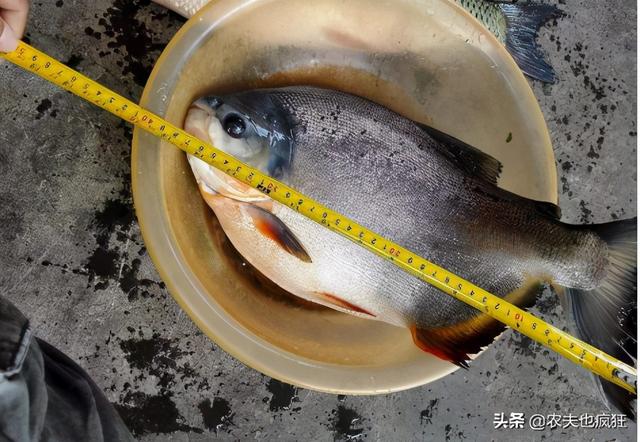 红鲳鱼多少钱一斤(长得像食人鱼) - 投稿 - 鸿芝号
