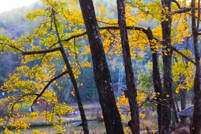 秋风吻尽银杏叶，艳遇醉美帽子峰