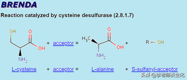 氨基酸的碳架氧化（二）