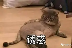 春天到了，你家喵有木有这些奇怪的行为？图片