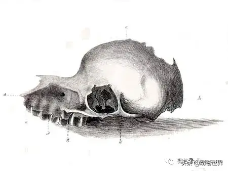 不可思议的神秘动物（四）