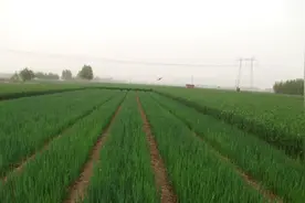 小葱怎么种植产量高？小葱种植技巧图片