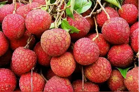 喜欢吃荔枝的人注意了，遇到这4种情况的荔枝，为了健康还是别买图片