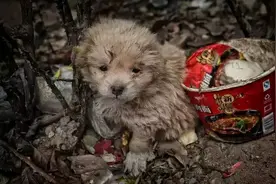 为什么不建议养狗？养狗有什么坏处？这四点你一定要知道图片