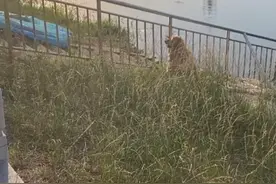 主人溺水身亡，金毛犬不吃不喝，苦守河边一天一夜图片